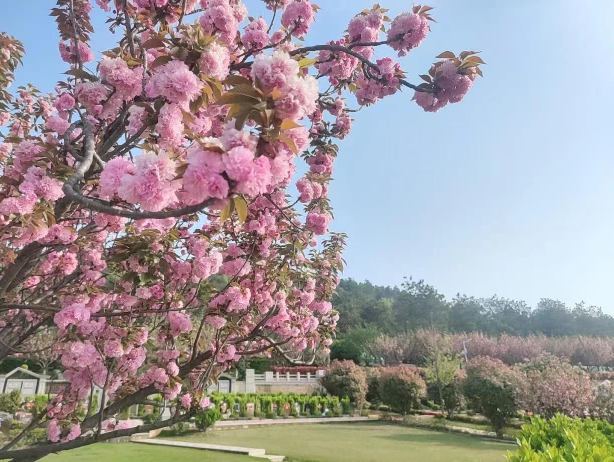 龙泉山孝恩园教您重阳节该做什么？