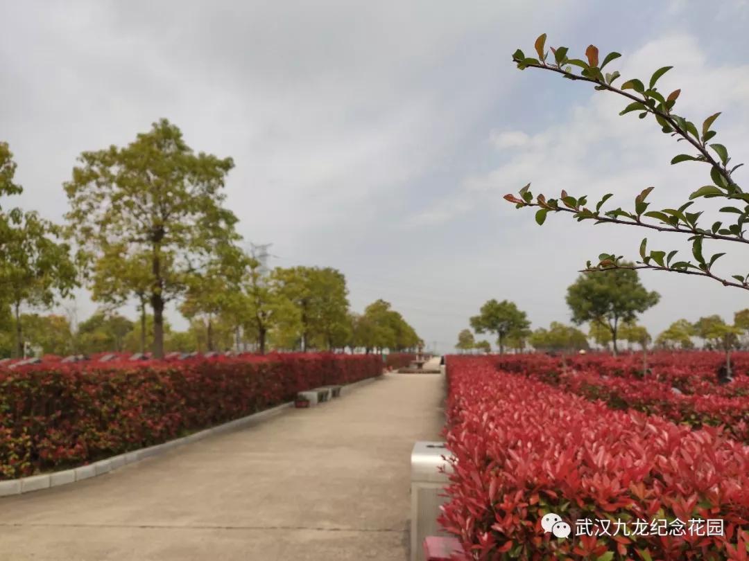 武汉九龙宫陵园玉兰苑墓地价格