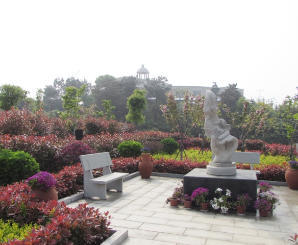 黄菊和白菊清明有什么含义区别