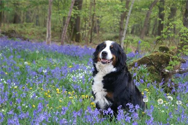 梦见打狗是什么意思周公解梦