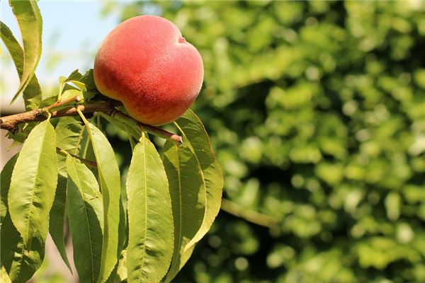 梦见桃子树上有很多桃子还摘着吃