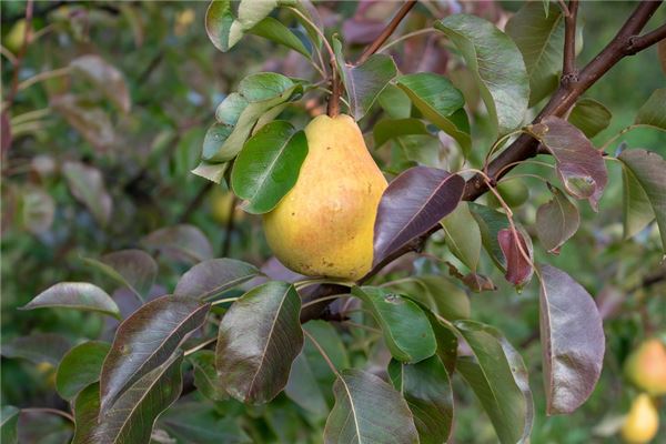 梦见梨树上结满了梨自己在摘