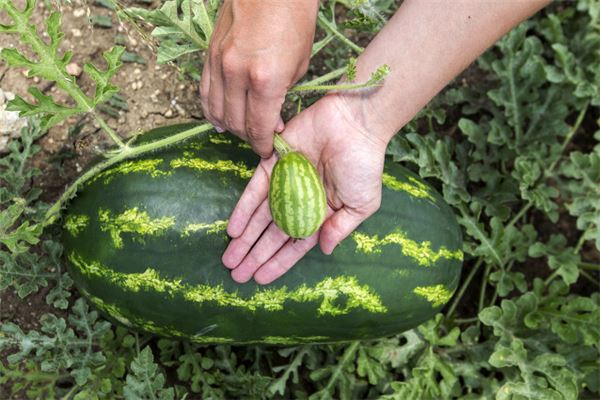已婚女人梦见摘水果