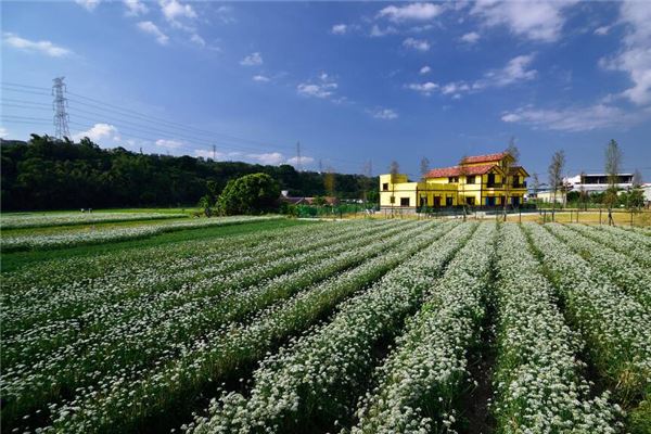 梦见韭菜长的很茂盛