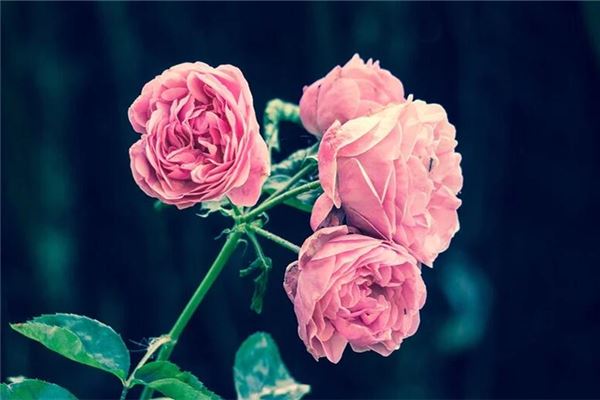 梦见栽花什么意思