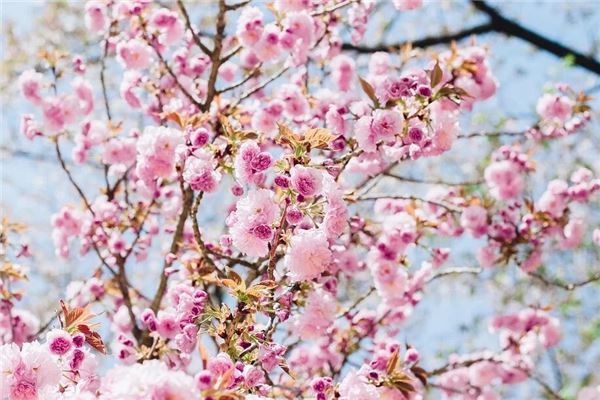 梦见树上开满了花很漂亮