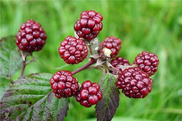 梦见桑葚什么意思