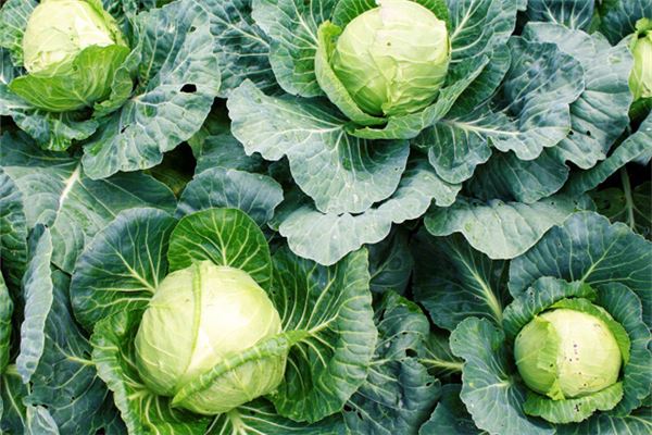 梦见在别人菜地摘菜