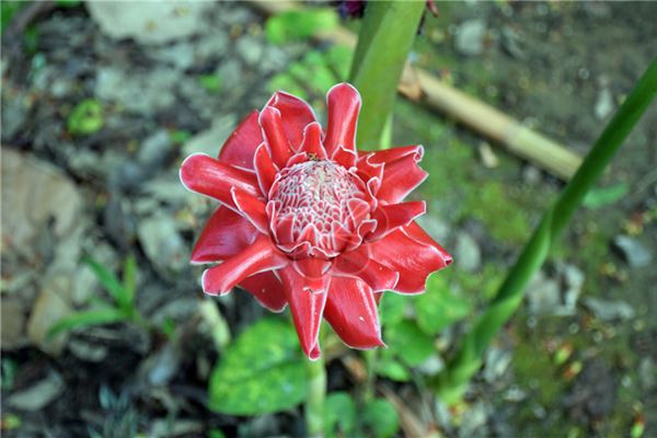 已婚女人梦见红色的花