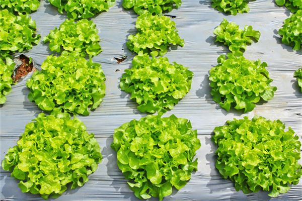 梦见菜地里的蔬菜长得非常好