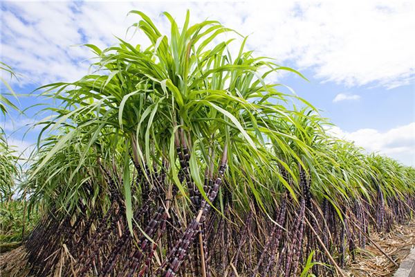 梦到甘蔗代表什么预兆