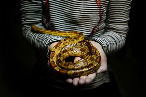 梦见和亲人一起抓蛇