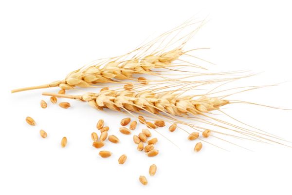 梦见好多麦子粒大丰收