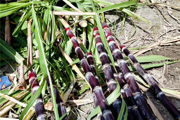 女人梦见买甘蔗是什么意思