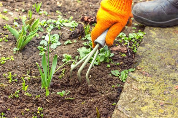 梦见拔草什么意思