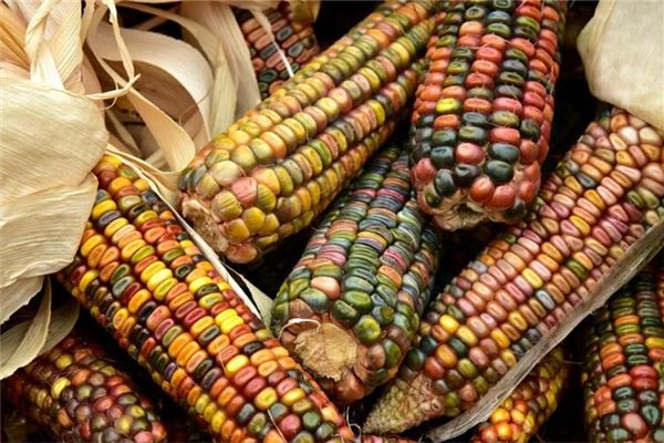 已婚女人梦见玉米棒子