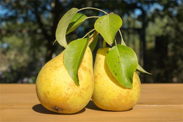 女人梦见梨树结满了梨