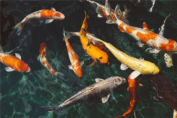 梦见鱼的大多是生女儿