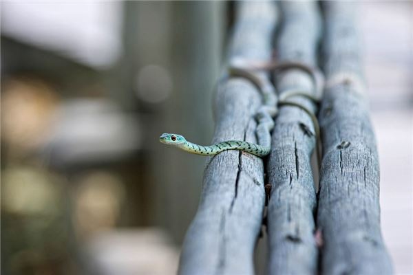 孕妇梦见蛇被自己打死