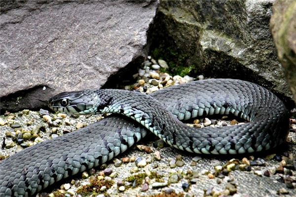 女人梦见蛇从眼前游走