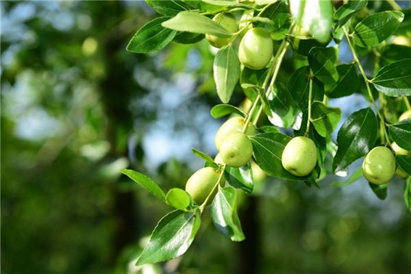 梦见摘枣吃枣很甜树上结满了枣