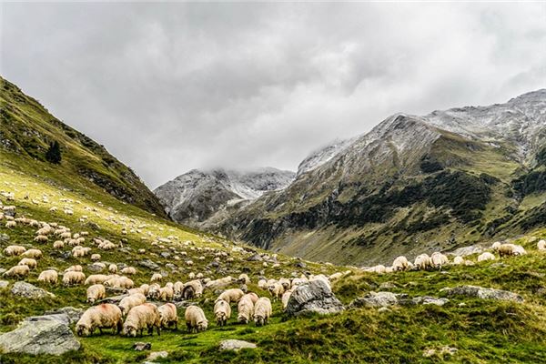 梦见一群羊是什么意思