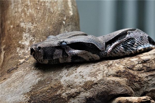 女人梦见好大一条蟒蛇