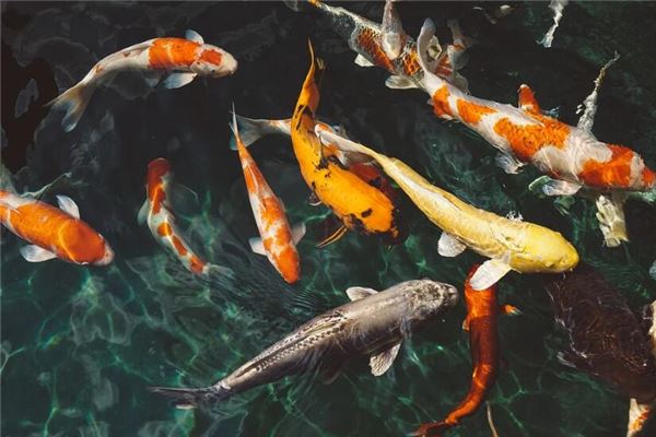 梦见把鱼放回水里