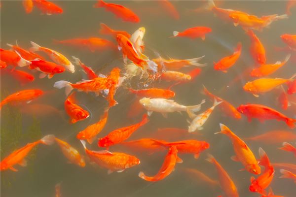 梦见池塘里有好多鱼