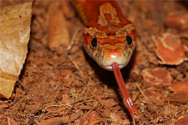 梦见蛇进被窝被吓醒