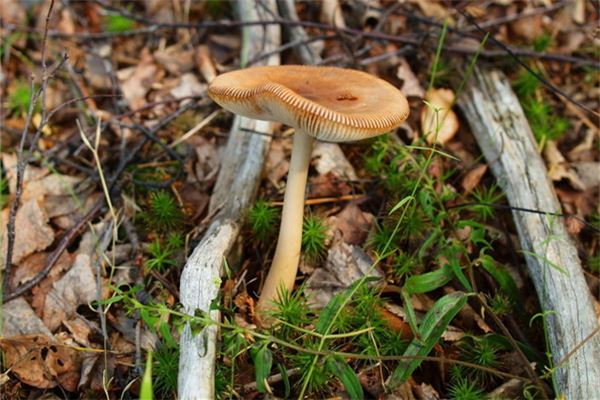 女人梦见捡野生蘑菇