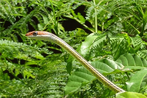 睡觉梦到蛇是什么意思