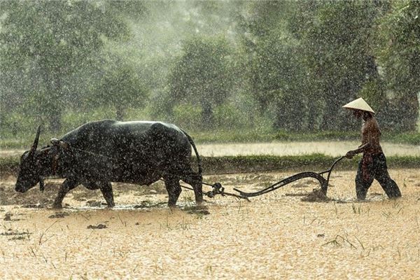 梦见水牛是什么预兆
