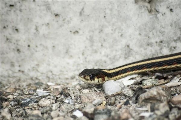 梦见有蛇进屋必出贵人