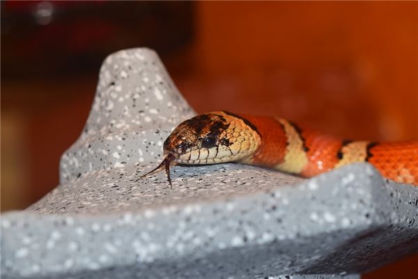 做梦梦到蛇是什么意思大蟒