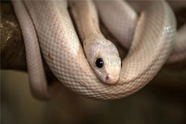 已婚女人梦见小白蛇预示什么