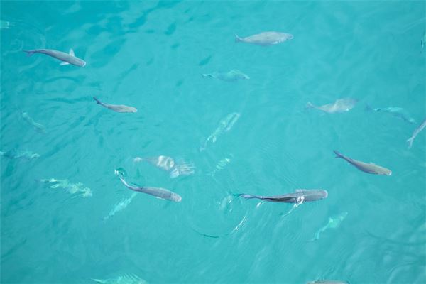 男人做梦梦见鱼和水