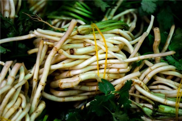 女人梦到折耳根是什么意思