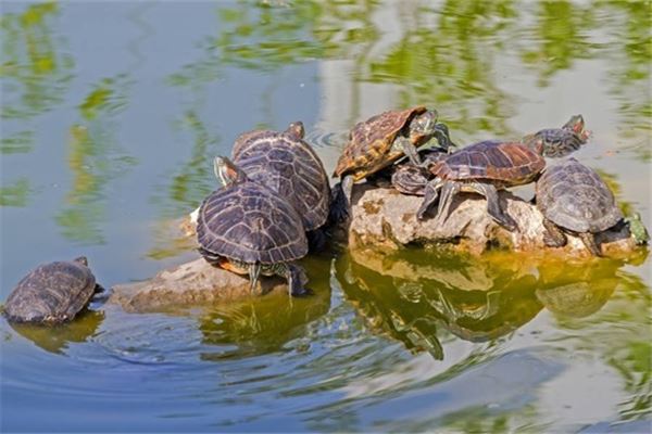 男人梦见甲鱼是什么征兆