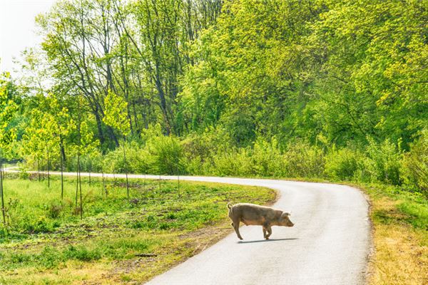 梦见一头猪是什么意思
