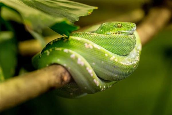 梦见杀死一条大蛇是什么意思