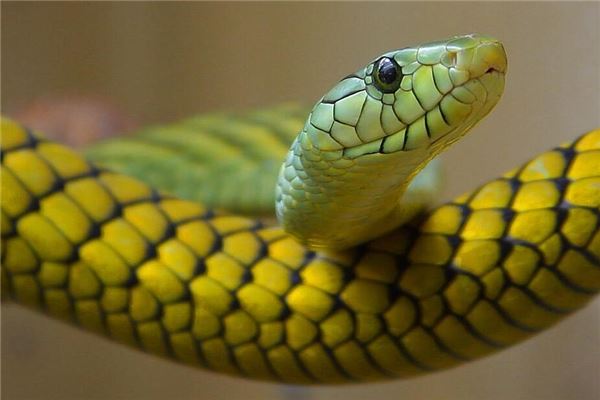 女人做梦梦到床上有蛇