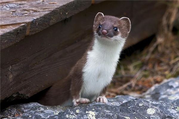 梦见驱赶黄鼠狼