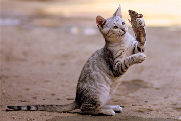 梦见老鼠和猫