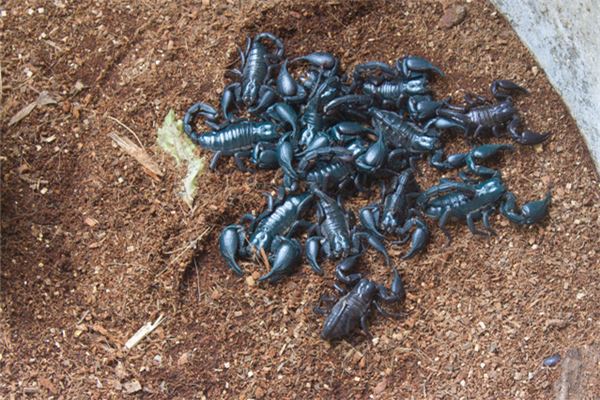 梦见好多蝎子乱跑