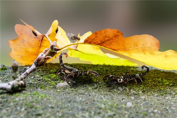 梦见好多蝎子满地爬
