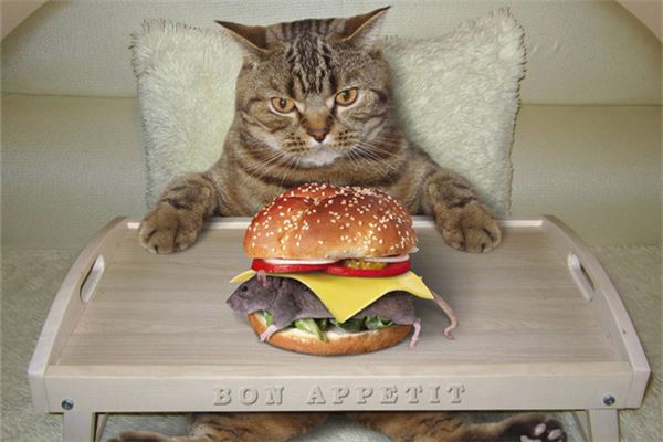 梦见老鼠和猫是什么意思