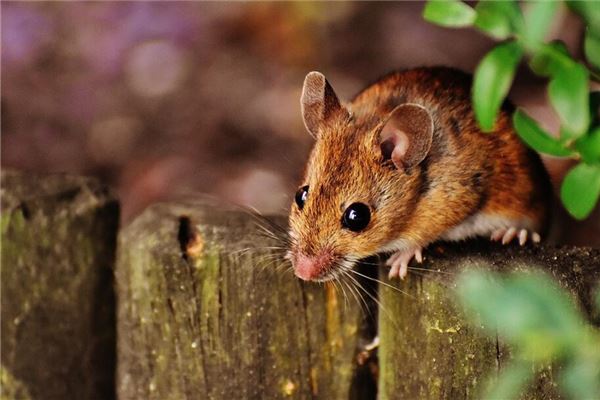梦见吃老鼠肉是什么意思啊