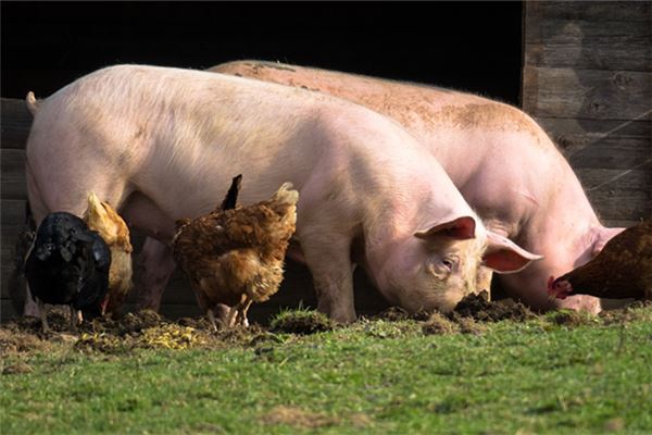 梦见被猪咬住不松口