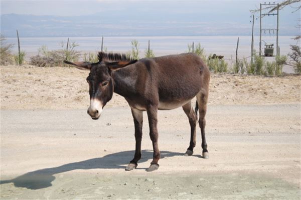 女人梦到黑驴预示着什么